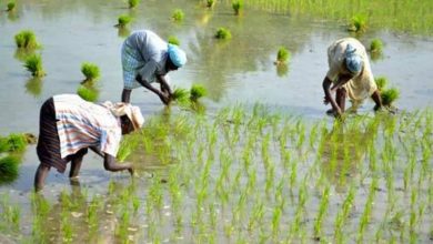 Photo of குறுவைப் பயிர்கள் சாகுபடி 21 சதவீதம் அதிகரிப்பு… விவசாயிகள் மகிழ்ச்சி!